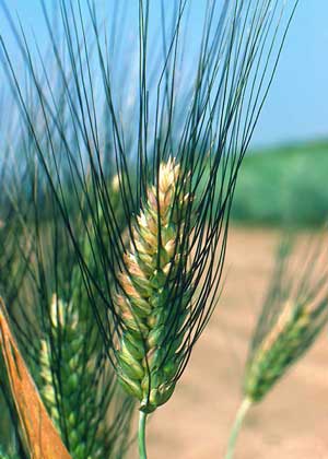 IGDA/L. Andena ПШЕНИЦА ТВЕРДАЯ (Triticum durum)