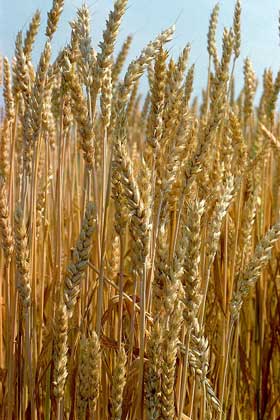 IGDA/Andena ПШЕНИЦА ОБЫКНОВЕННАЯ (Triticum aestivum).