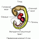 Процесс регенерации что это такое