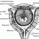 размеры яиц у животных. Смотреть фото размеры яиц у животных. Смотреть картинку размеры яиц у животных. Картинка про размеры яиц у животных. Фото размеры яиц у животных